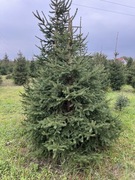 Świerk choinki sosny choinki