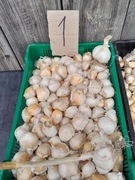 Czosnek czosnek słoniowy 10 ząbków sloniowy Sloniowy  rozmiar XXL