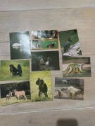 Pocztówki Wrocław ZOO lata 80.