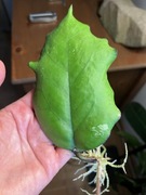 Hoya Seeds 002 hoja hoja