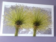 Obraz na płótnie DMUCHAWCE 50x80