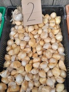 Czosnek czosnek słoniowy 10 ząbków sloniowy Sloniowy  rozmiar L