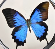 Gablotka PaUss_3, dwustronna, motyl Papilio ulysses.