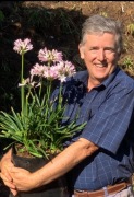 Agapanthus pink blush 