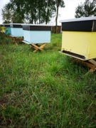 Odkłady Pszczele  Dadant 2026