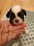 Szczeniaki shih tzu 