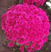 Chryzantemy 2km od Piotrkowa