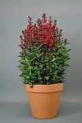 Lobelia wieloletnia czerwona Starship Scarlet