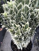 Trzmielina kolumnowa White Spire