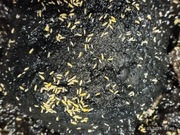 Skoczogonki Ceratophysella yellow albino