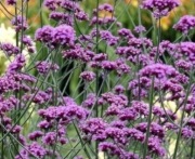 Werbena patagońska sadzonki