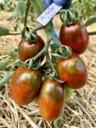 Pomidor De Barao Black nasiona kolekcjonerskie