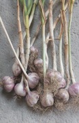 Czosnek Harnaś świeźy