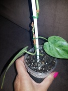 philodendron hederaceum filodenron oxycardium variegata 