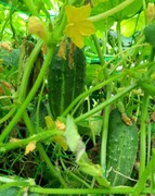 Nasiona 100szt ogórka stara odmiana lata 50-60 zbiór 2025