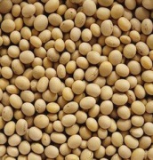 Soja zbiór 2025 worek 20kg