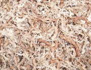 Mech torfowiec sphagnum moss 7
