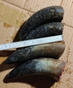 Sprzedam surowe rogi krowy 