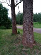 Drzewo.Oddam dwie topole.