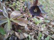 ciemiernik helleborus slaty blue 10 nasion