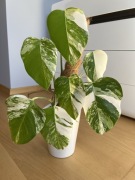 Monstera Variegata