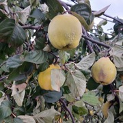 Świeża pigwa-idealna na nalewki dżemy i syropy 