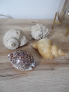 Duże morskie muszle 4 szt.