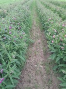 Żywokost lekarski 5 szt sadzonka sadzonki nie rosyjski