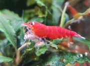 Krewetki Caridina-Super Crystal Red DOROSŁE OSOBNIKI 