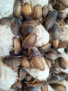 karaczan dubia wylęg