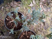 Jałowiec płożący 