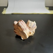 Barnacle 80 x 70 x 50mm ozdoba akwarium