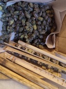 murarki pszczoły kokony 100 szt+10% 