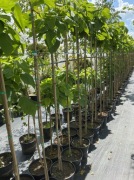 Katalpa nana  140-150cm