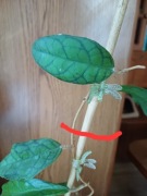Hoya Nui Cv  hybrid 