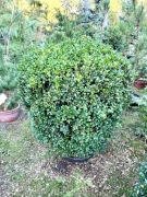 Bukszpan kula formowany-ukorzeniony : 90cm - szkółka