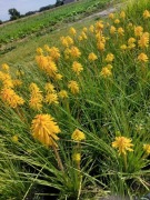 Trytoma groniasta Banana