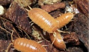 Porcellio laevis “Orange” 20szt. 