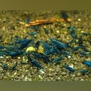 krewetki blue velvet