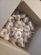 czosnek Polski od rolnika 1 kg