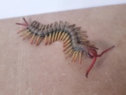 Skolopendra figurka Collecta