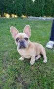 Buldog francuski piesek w kolorze lilac fawn
