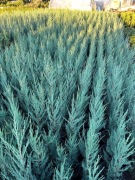 Jałowiec blue arrow 60-80cm  doniczka WYPRZEDAŻ