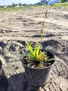 Trawa ozdobna turzyca irish green