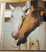 Album Horses Moskwa 1975  Konie 