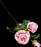 Gałązka róży podgumowanej 