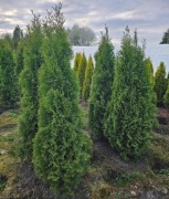 Szmaragd Tuje Thuje Tuja Krzewy Thuja