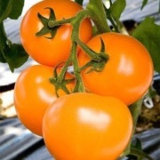 Pomidor Leeloo F1 - Nasiona Holenderskie