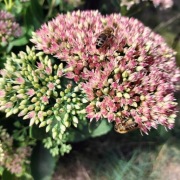 Rozchodnik (Sedum Spectabile) roślina miododajna  (3szt)