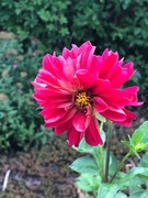 Karpy dalii w kolorze czerwonym 4 szt